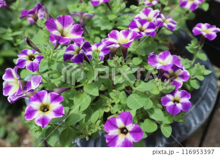 ユニークな花模様のサフィニアの花 116953397