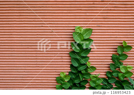 A green plant is growing on a wall with a red background 116953423