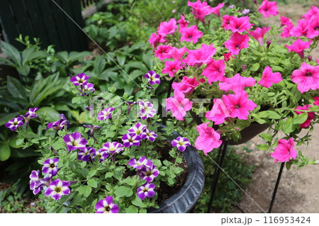 夏に強いサフィニアの花 夏に強いサフィニアの花 116953424