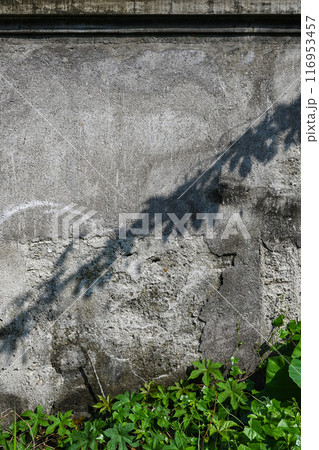 A shadow of a tree is cast on a wall A shadow of a tree is cast on a wall 116953457