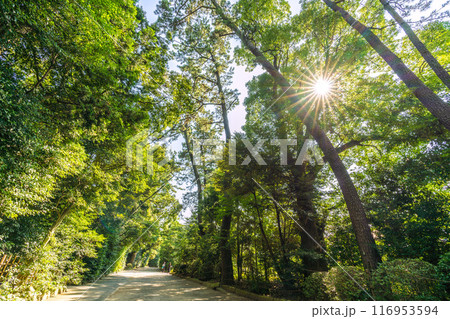 日本の寒川都市景観 相模國一之宮 寒川神社。美しい緑や光芒…=令和6年7月21日 日本の寒川都市景観 相模國一之宮 寒川神社。美しい緑や光芒…=令和6年7月21日 116953594