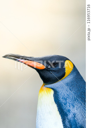 キングペンギン 116953716