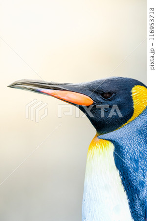 キングペンギン 116953718
