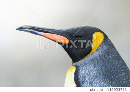 キングペンギン キングペンギン 116953721