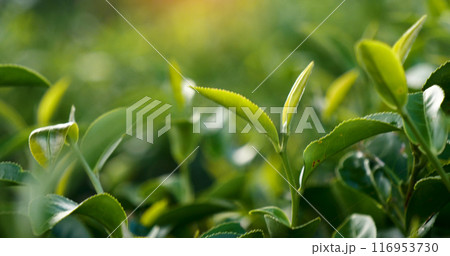 Green tea tree leaves field Fresh young tender bud herbal in farm on summer morning. Sunlight Green tea tree plant camellia sinensis in organic farm. Close up Tree tea plant green nature in morning Green tea tree leaves field Fresh young tender bud herbal in farm on summer morning. Sunlight Green tea tree plant camellia sinensis in organic farm. Close up Tree tea plant green nature in morning 116953730