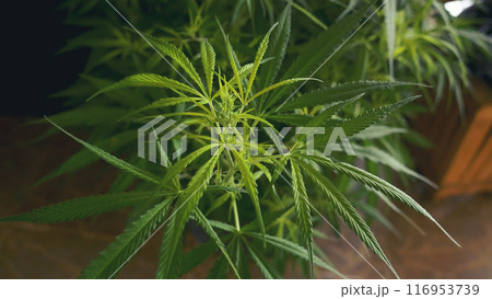 Green weed Marijuana tree cannabis plant narcotic herbal in CBC greenhouse. Hemp leaf made cannabis crude oil medicine farm. CBC, THC herb agriculture Weed leaf Drug. Medicine sustainability concept 116953739