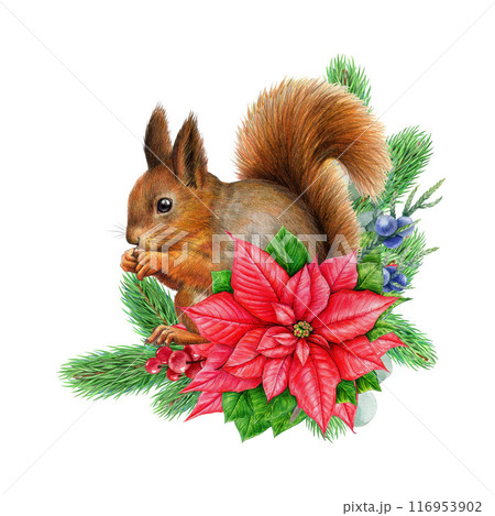 Winter season vintage style traditional decor with red squirrel. Watercolor illustration. Painted rustic Christmas time decoration with conifer branch, poinsettia flower, squirrel. White background Winter season vintage style traditional decor with red squirrel. Watercolor illustration. Painted rustic Christmas time decoration with conifer branch, poinsettia flower, squirrel. White background 116953902