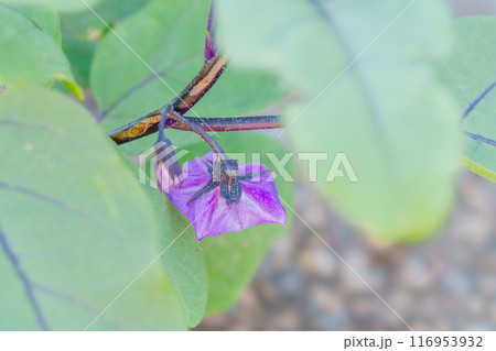 紫色の花を咲かす茄子のお花 紫色の花を咲かす茄子のお花 116953932