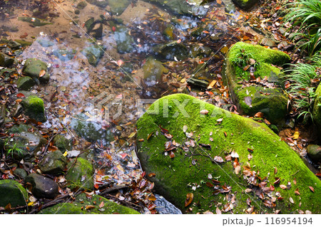 Autumn creek flowing through large rock Autumn creek flowing through large rock 116954194