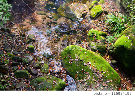 Autumn creek flowing through large rock 116954195