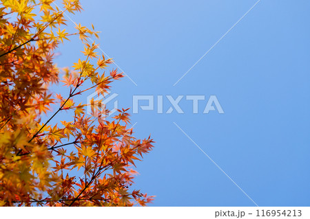 Palmate maple leave in the blue sky 116954213