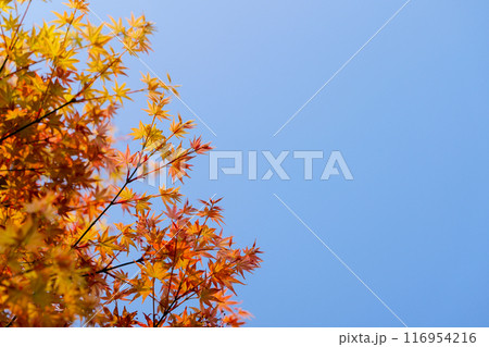 Palmate maple leave in the blue sky 116954216