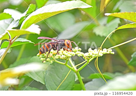 ヤブガラシから吸蜜するコガタスズメバチ ヤブガラシから吸蜜するコガタスズメバチ 116954420