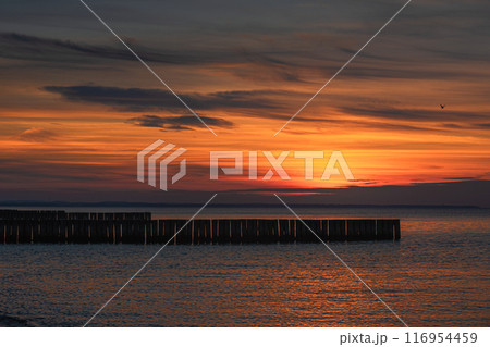 View of sand beach with wooden breakwaters on the Baltic Sea coast on sunset in Zelenogradsk. Russia 116954459
