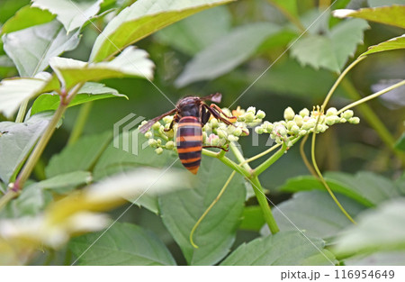 ヤブガラシから吸蜜するコガタスズメバチ 116954649