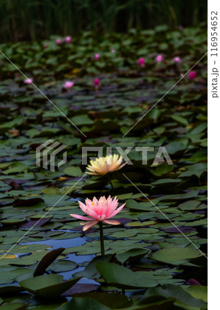 きれいな睡蓮の花 きれいな睡蓮の花 116954652