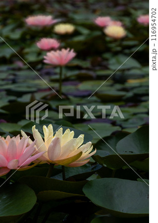 水面に浮かぶ睡蓮の花 116954702