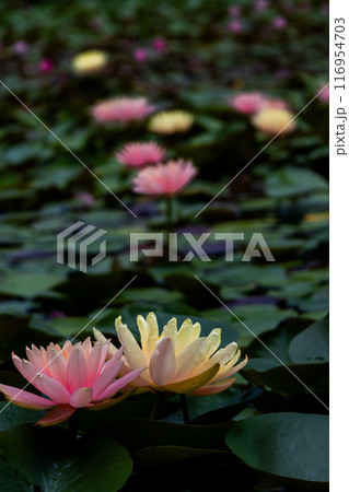 水面に浮かぶ睡蓮の花 116954703