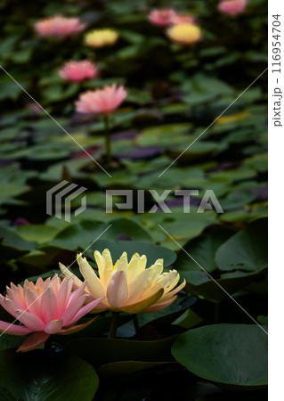 水面に浮かぶ睡蓮の花 水面に浮かぶ睡蓮の花 116954704