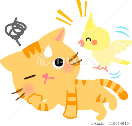 寝ている猫にちょっかいを出すオカメインコ 寝ている猫にちょっかいを出すオカメインコ 116954919