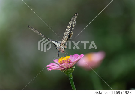 百日草とアゲハチョウ 116954928