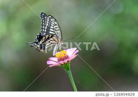 百日草とアゲハチョウ 116954929