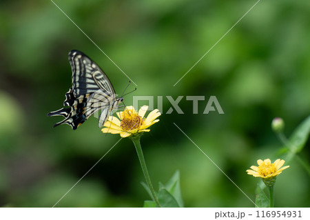 百日草とアゲハチョウ 116954931