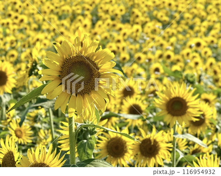 ヒマワリ 116954932
