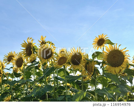 ひまわりと青空 116954976