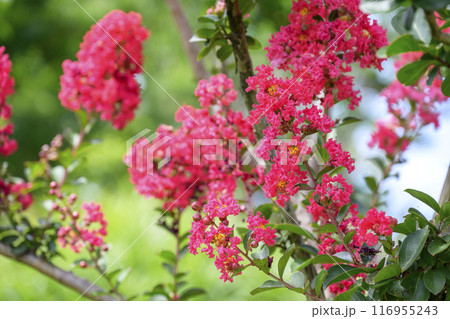 サルスベリの花 夏の花 イメージ サルスベリの花 夏の花 イメージ 116955243