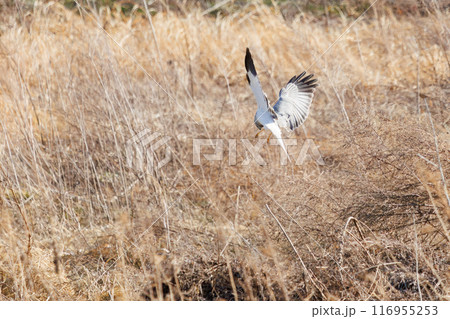 狩りのために葦原を飛翔する美しいハイイロチュウヒ（タカ科）。群馬県利根川河川敷-2024年3月 116955253