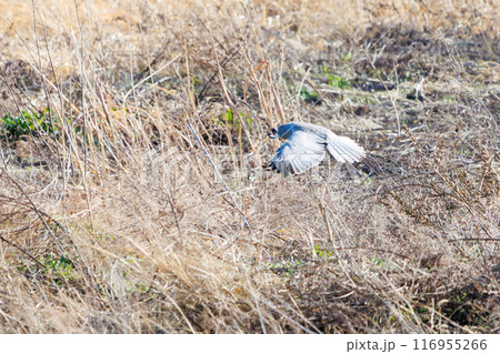狩りのために葦原を飛翔する美しいハイイロチュウヒ(タカ科)。群馬県利根川河川敷-2024年3月 狩りのために葦原を飛翔する美しいハイイロチュウヒ(タカ科)。群馬県利根川河川敷-2024年3月 116955266