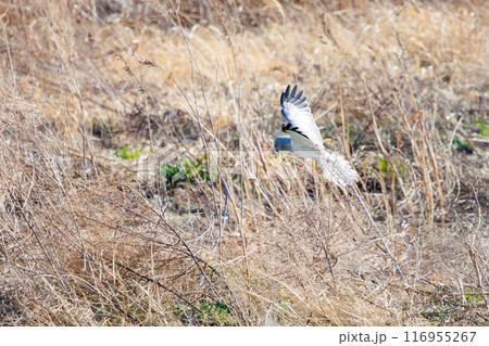 狩りのために葦原を飛翔する美しいハイイロチュウヒ(タカ科)。群馬県利根川河川敷-2024年3月 狩りのために葦原を飛翔する美しいハイイロチュウヒ(タカ科)。群馬県利根川河川敷-2024年3月 116955267