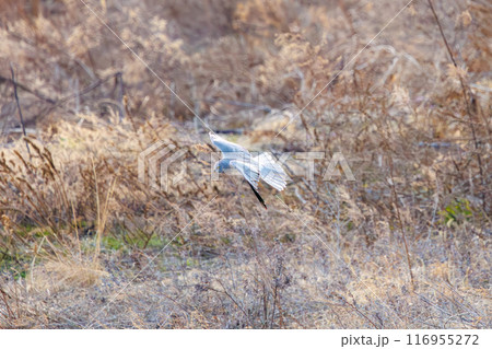 狩りのために葦原を飛翔する美しいハイイロチュウヒ（タカ科）。群馬県利根川河川敷-2024年3月 116955272