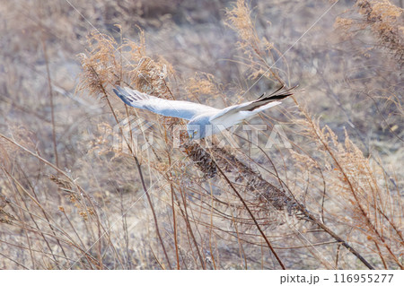 狩りのために葦原を飛翔する美しいハイイロチュウヒ（タカ科）。群馬県利根川河川敷-2024年3月 116955277