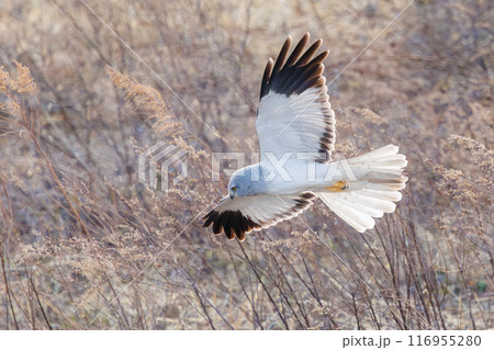 狩りのために葦原を飛翔する美しいハイイロチュウヒ（タカ科）。群馬県利根川河川敷-2024年3月 116955280