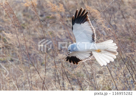 狩りのために葦原を飛翔する美しいハイイロチュウヒ（タカ科）。群馬県利根川河川敷-2024年3月 116955282