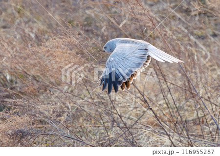 狩りのために葦原を飛翔する美しいハイイロチュウヒ（タカ科）。群馬県利根川河川敷-2024年3月 116955287