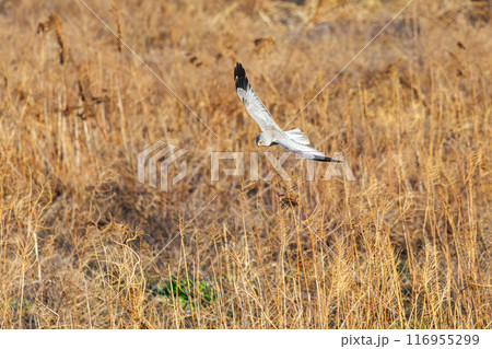 狩りのために葦原を飛翔する美しいハイイロチュウヒ（タカ科）。群馬県利根川河川敷-2024年3月 116955299