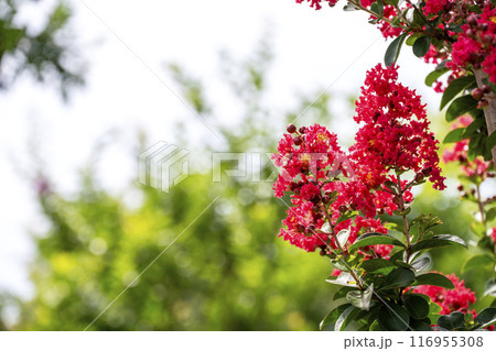 サルスベリの花 夏の花 イメージ サルスベリの花 夏の花 イメージ 116955308