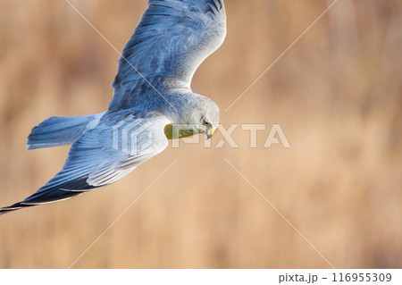 狩りのために葦原を飛翔する美しいハイイロチュウヒ（タカ科）。群馬県利根川河川敷-2024年3月 116955309