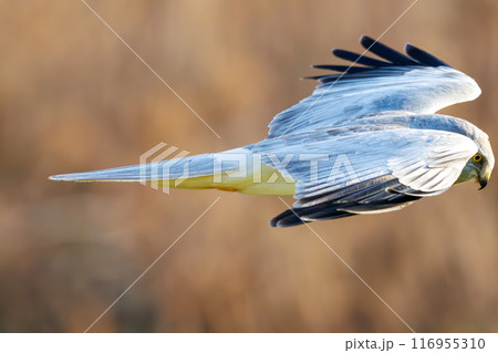 狩りのために葦原を飛翔する美しいハイイロチュウヒ（タカ科）。群馬県利根川河川敷-2024年3月 116955310