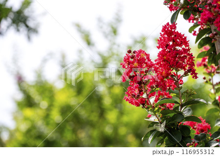 サルスベリの花 夏の花 イメージ 116955312