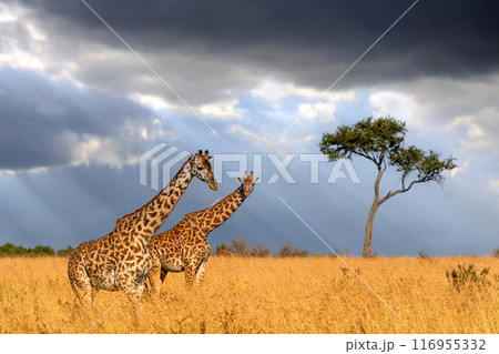 Two giraffes standing in tall grass on alone acacia tree background and storm sky 116955332