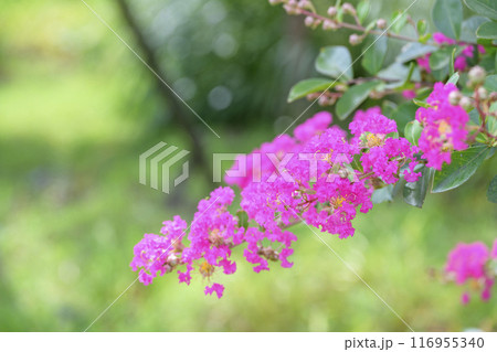 サルスベリの花 夏の花 イメージ 116955340