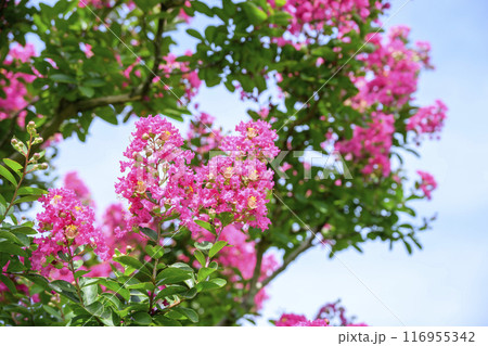 サルスベリの花 夏の花 イメージ サルスベリの花 夏の花 イメージ 116955342