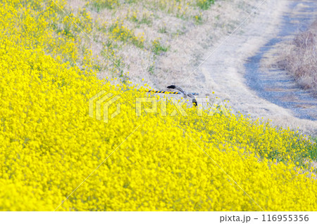 狩りのために菜の花畑を飛翔する美しいハイイロチュウヒ(タカ科)。群馬県利根川河川敷-2024年3月 狩りのために菜の花畑を飛翔する美しいハイイロチュウヒ(タカ科)。群馬県利根川河川敷-2024年3月 116955356
