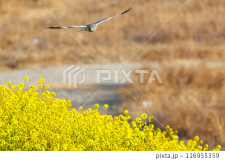 狩りのために菜の花畑を飛翔する美しいハイイロチュウヒ（タカ科）。群馬県利根川河川敷-2024年3月 116955359