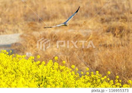 狩りのために菜の花畑を飛翔する美しいハイイロチュウヒ(タカ科)。群馬県利根川河川敷-2024年3月 狩りのために菜の花畑を飛翔する美しいハイイロチュウヒ(タカ科)。群馬県利根川河川敷-2024年3月 116955373