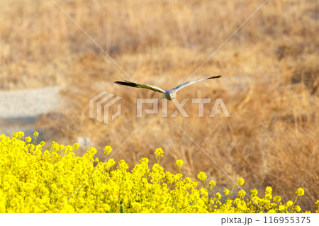狩りのために菜の花畑を飛翔する美しいハイイロチュウヒ（タカ科）。群馬県利根川河川敷-2024年3月 116955375